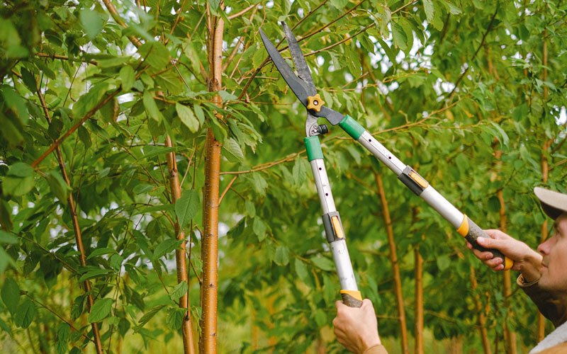Tree trimming in Tell City, IN